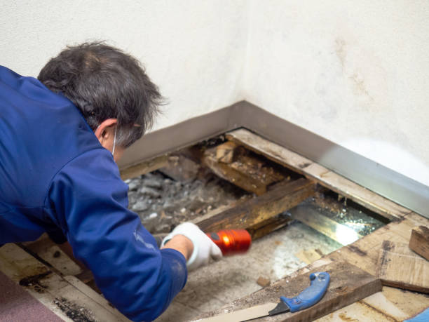 Best Mold Remediation for Specific Building Types in Bethlehem, WV