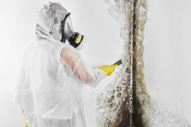 Best Attic Mold Remediation in Bethlehem, WV