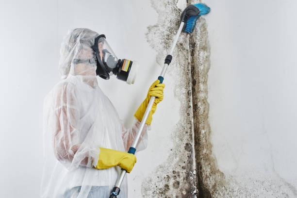 Best Basement Mold Remediation in Bethlehem, WV
