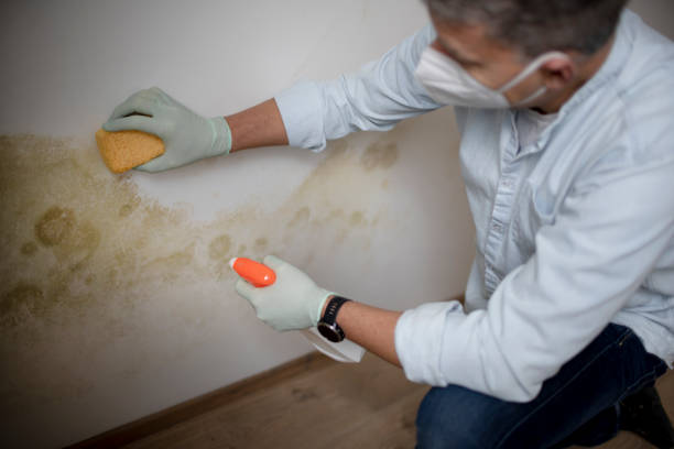 Best Post-Flood Mold Remediation in Bethlehem, WV
