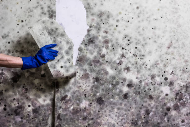 Best Black Mold Remediation in Bethlehem, WV